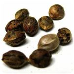 Семена марихуаны АК-47  (Seeds AK-47) в Покачи